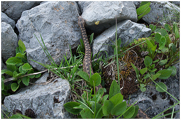 vipera berus o marasso, dolomiti